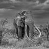 Afrika
