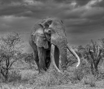 Meet "big tusker" Craig! van Robert Kok