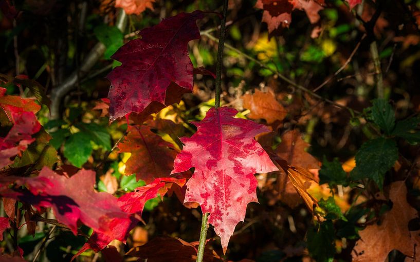 Les feuilles d'automne à l'automne par Mart Houtman