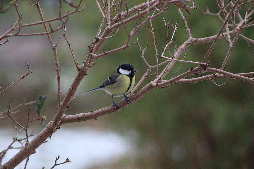 Titmouse by Paul Emons