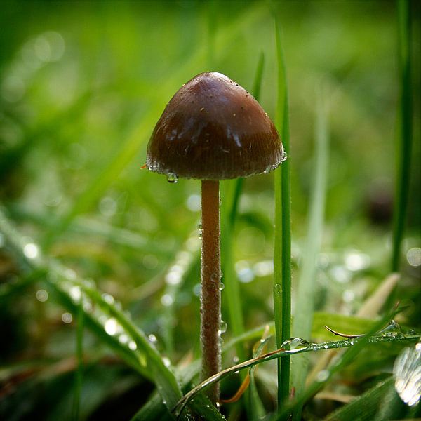 Nog kleiner dan een grassprietje. par André Mesker