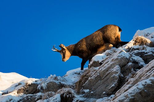 Chamois in winter