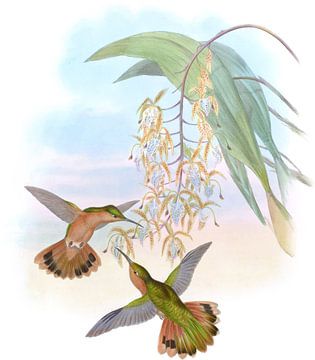 Fawn-breasted sabre-wing, John Gould van Hummingbirds