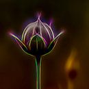 bloemknop van Dick Jeukens thumbnail