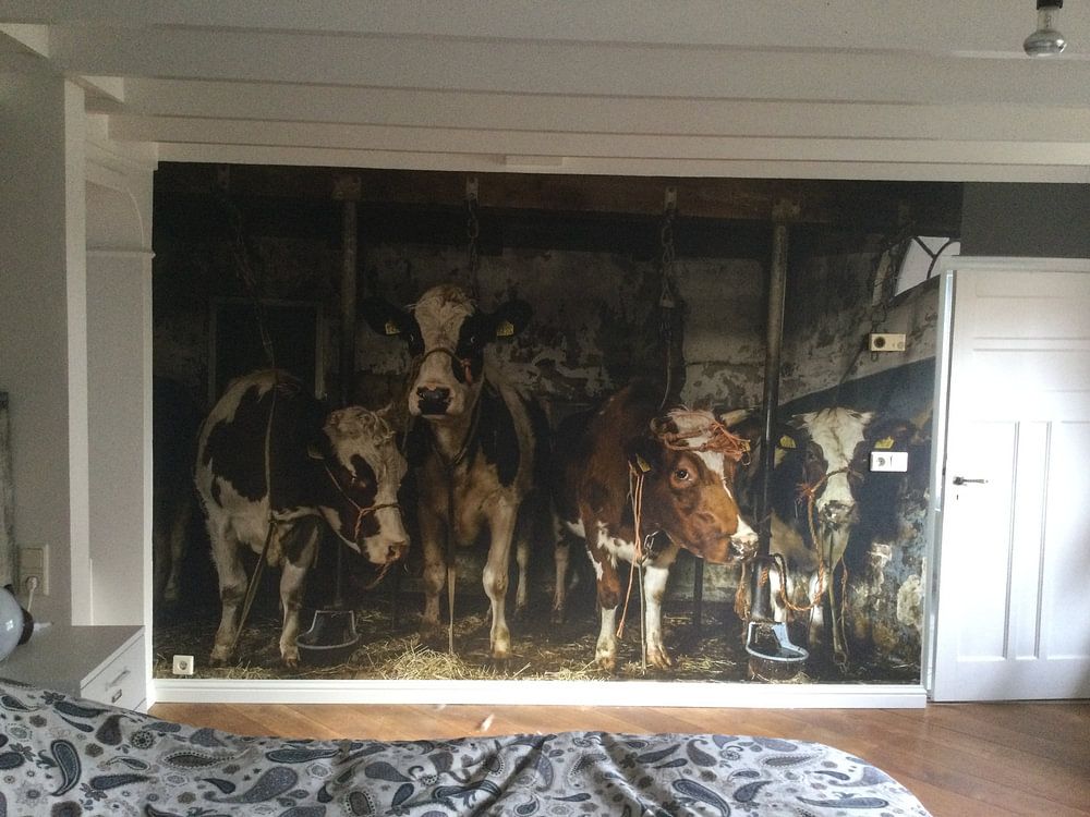 Dutch cows in an old barn  by Inge Jansen 