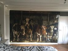 Klantfoto: Koeien in oude koeienstal van Inge Jansen, als behang