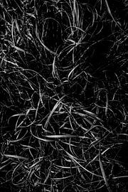 Schwarz-Weiß Gras abstrakt von Linda Bouritius