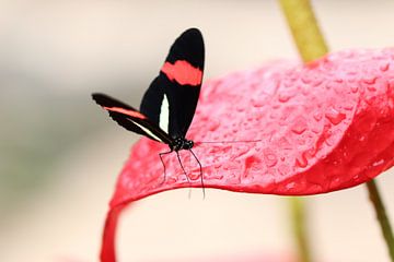 Schmetterling auf Blume von Karin Vink
