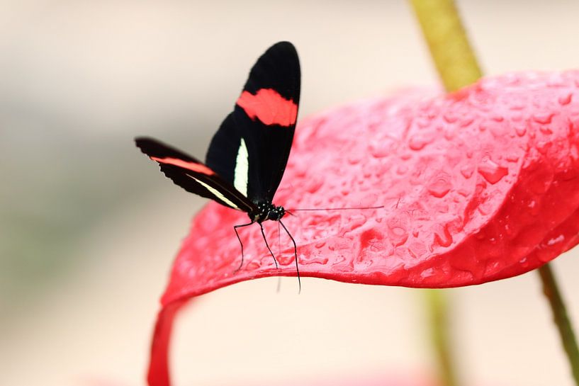 Butterfly on flower by Karin Vink