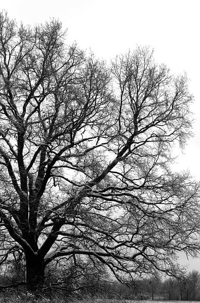 Baum im Winter von Thomas Jäger