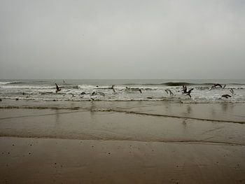 The sea and seagulls on a cloudy day