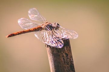 Libelle in de zon van Eveline Dekkers