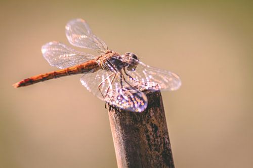 Dragonfly in the sun