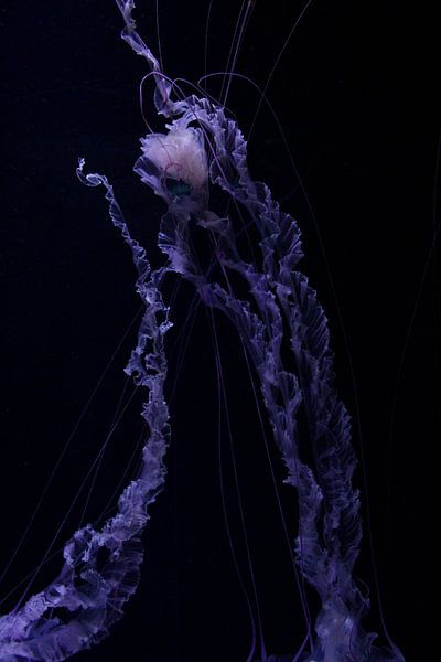 Under the Sea by Hello Pompoyo