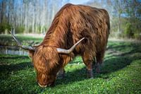 Schotse Hooglander