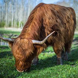 Scottish Highlander by Michael van den Broek