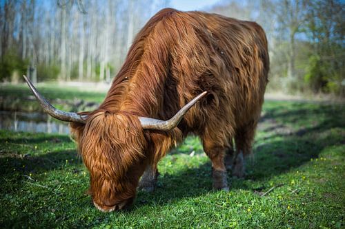 Schottischer Highlander