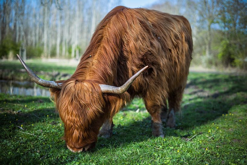 Schottischer Highlander von MvdbPhotography