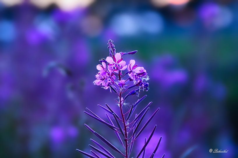 willow rose purple color sunset by richard hut