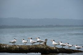 Stars, 7 with mate by Ton Wever