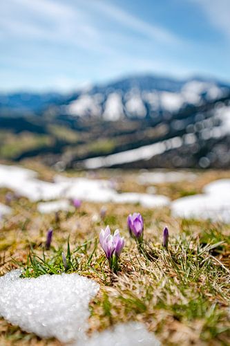Lentekriebels met krokussen en uitzicht op Oberjoch