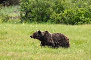 Wilder Grizzlybär in Kanada von Roland Brack