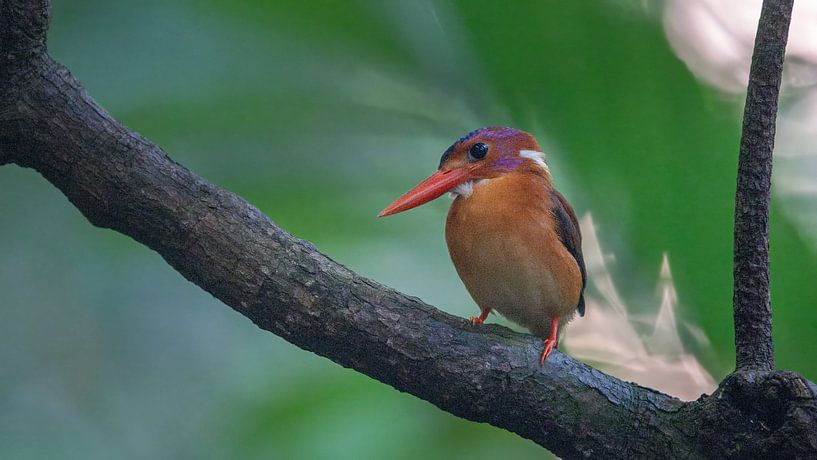 A Sulawesi dwarf kingfisher by Anges van der Logt