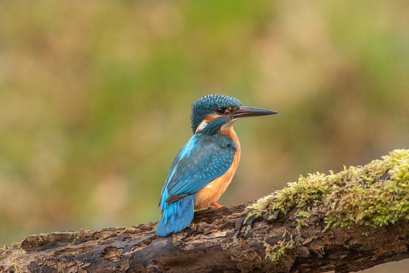 Eisvogel von Rianne Kugel