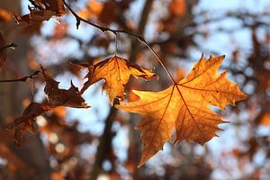 La feuille sur Cornelis (Cees) Cornelissen