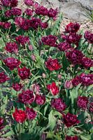 Purple flowers