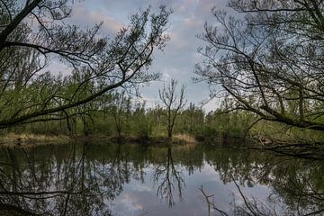 Weerspiegelende ven in het avondlicht