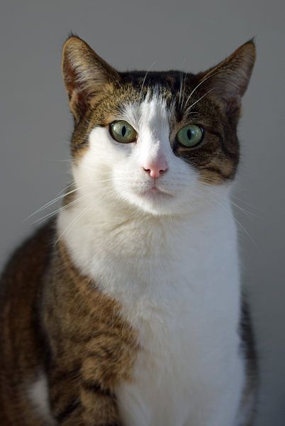 portrait d'un chat blanc gris brun tacheté par Robin Verhoef