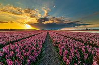 Holland's flower bulb fields by Original Mostert Photography thumbnail