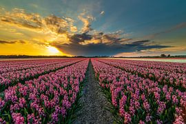 Blumenzwiebelfelder in den Niederlanden von Original Mostert Photography