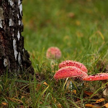 Toadstools in square by Heike Hultsch