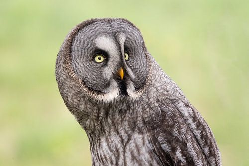 close-up van een laplanduil.
