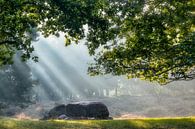 Solar harp above hunebed by Jurjen Veerman thumbnail