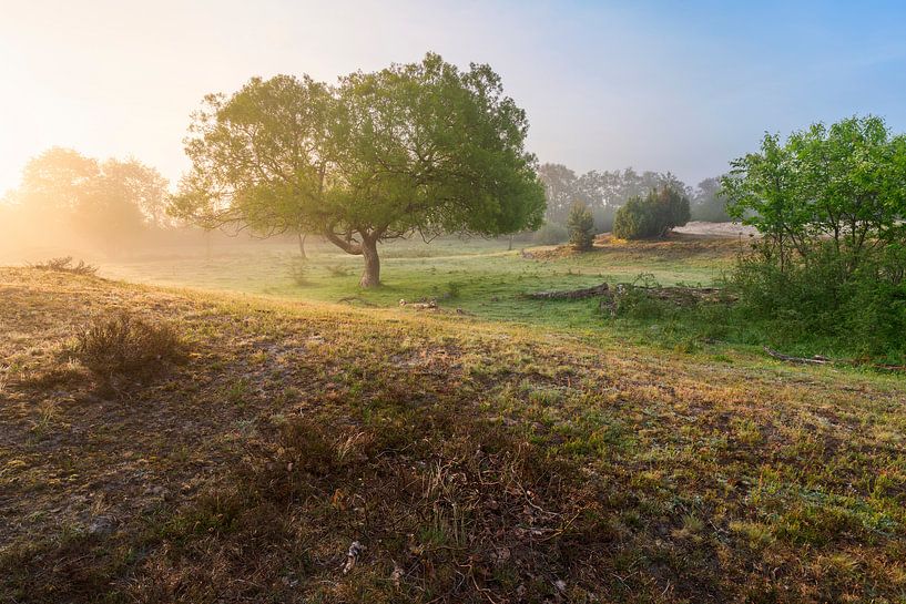 Weide in Frühlingsfarben von Rick Kloekke