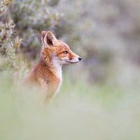 Cub