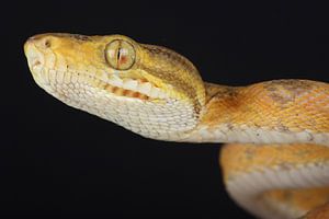 Boa des jardins (Corallus hortulana)