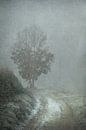 Winter greys by Dan Courtice thumbnail