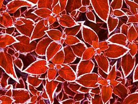 Blätter in Rot von Caroline Lichthart