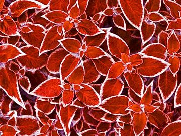 Red Leaves (Bladeren in Rood) van Caroline Lichthart