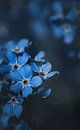 Forget-Me-Not by Martina Weidner thumbnail