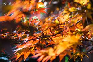 Impression d'automne sur Danny Tchi Photography