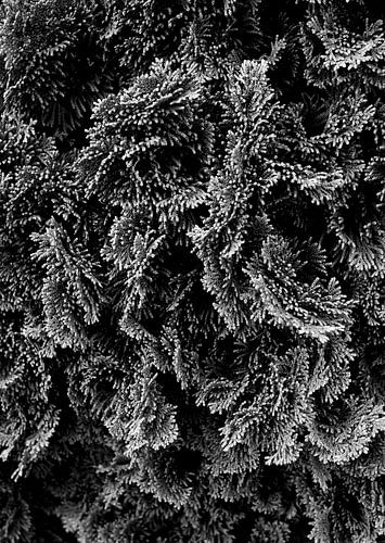 Conifeer in zwart-wit