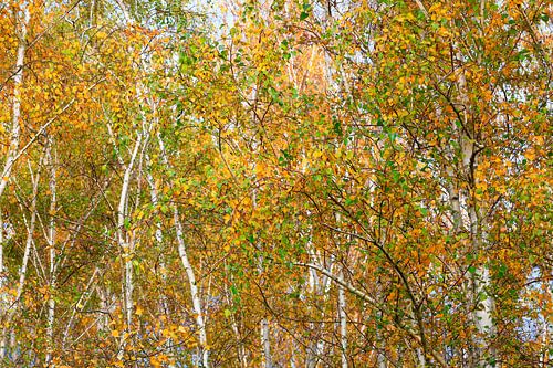 Bright birch trees in autumn