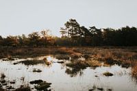 Drenthe Landscape Holland