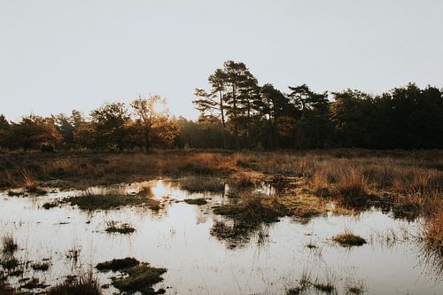 Drenthe Landscape Holland
