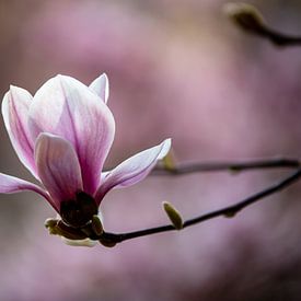 Magnolia sur Candy Rothkegel / Bonbonfarben